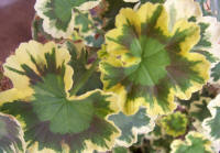 Geranium (genus Pelargonium)