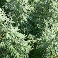 Wormwood (Artemisia absinthium)