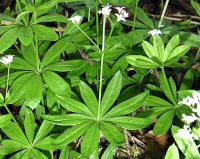 Woodruff (Galium odoratum)