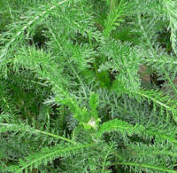 Yarrow (Achillea millefolium)