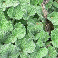 Horehound (Marrubium vulgare)