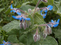 Borage (Borago officinalis)