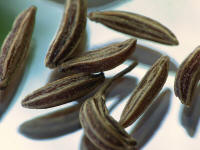 Caraway seeds