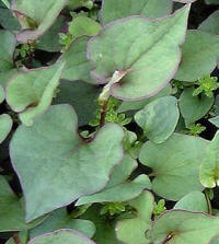 Houttuynia (Houttuynia cordata)