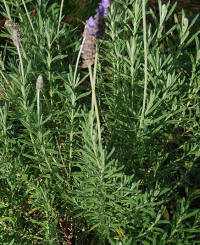Lavender (Lavendula angustifolia)