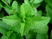 Mint (genus Mentha)