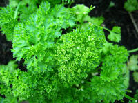 Parsley (genus Petroselium)