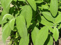 Sage (Salvia officinalis)