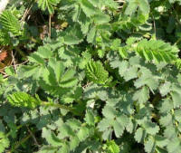 Burnet (Sanguisorba minor)