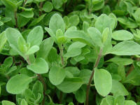 Marjoram (Origanum marjorana)