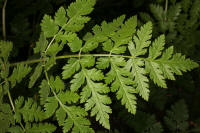 Sweet Cicely (Myrrhis odorata)