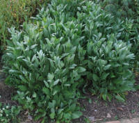 Costmary (Chrysanthemum balsamita)