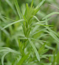 Tarragon (Artemisia dracunculus)