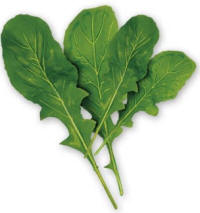 Arugula (Eruca sativa)