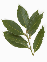 Bay Leaf (Laurus nobilis)