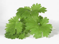 Cilantro (Coriandrum sativum)