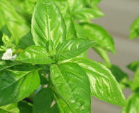 Basil (Ocimum basilicum)