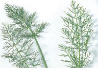 Fennel Leaves (Foeniculum genus)