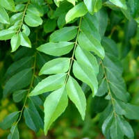 Curry Leaf (Chalcas koenigii)